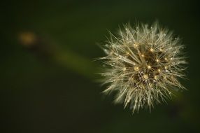 flower macro nature plant