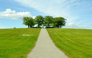 sky tree natur grass summer green