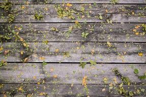 leaves wooden boards wood wall