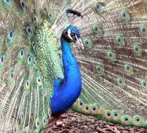 peacock bird plumage feather