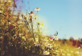 meadow wallpaper summer heat grass