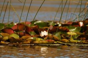 lotus flower colors nature