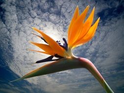 blossom bloom strelitzia flowers