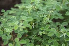 macro picture of fresh leaves