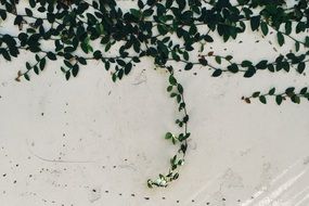 plant wall creeper growth natural