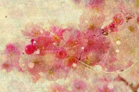 cherry blossom on an old paper