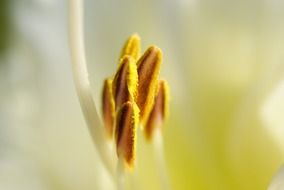 lily shrub nature plant pistil