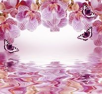 orchid background flowers butterfly