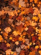 fall foliage autumn leaves october