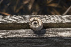 snail tree texture lines scallop