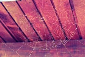 cobweb spider web nature halloween