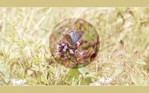 butterfly background screen blue