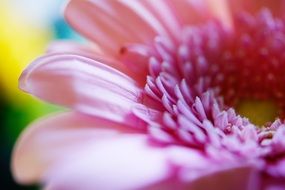 flower macro spring texture pink