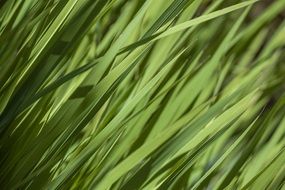 texture grass green nature