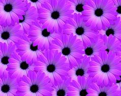 bright purple flowers