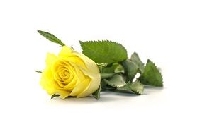 flower rose yellow cut natural