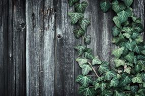 ivy plant on a wood wall