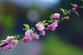 pink almond flowers