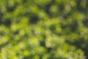 green bokeh background
