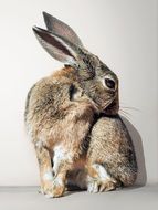 rabbit bunny cute white background