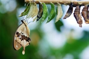 brown white butterfly butterflies