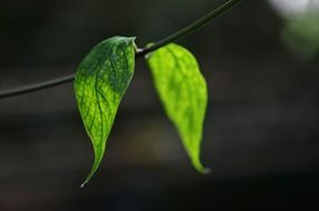 colorful green macro leaves