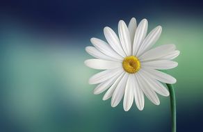 marguerite daisy beautiful beauty