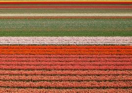 tulips fields flowers beauty