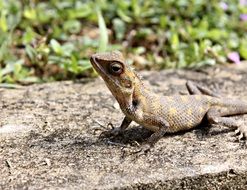 lizard scales reptile nature skin