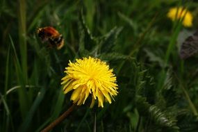 bee insect dandelion blossom bloom