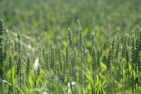 rye field plant stem nature
