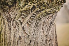 bark texture of an old tree