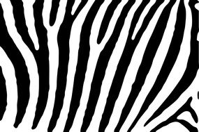 zebra skin pattern stripes black