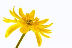 buttercup flora flower isolated