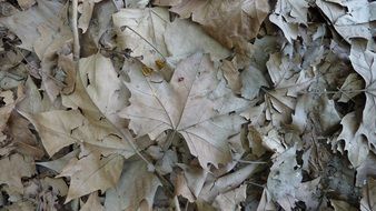maple autumn leaves texture dry