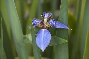 false iris flower lily purple