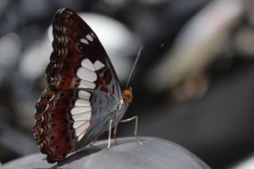 butterfly macro animal insect wing