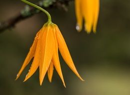 flower dewdrop orange bell shaped