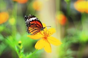 butterfly insects beautiful bloom