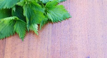 nettle on a wooden background leaf