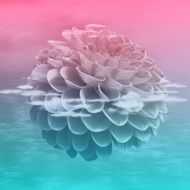 flower blossom bloom nature plant