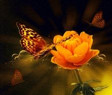 flower light orange butterfly