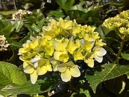vibrant petal garden season bloom