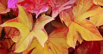 fall leaves red leaf season