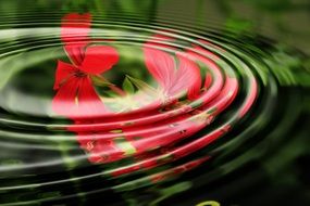 geranium wave water rings circle