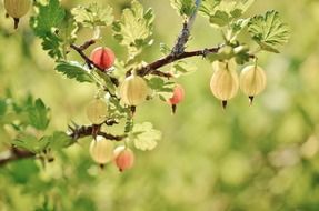gooseberry fruits red spring