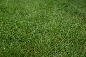 grass green plant nature meadow