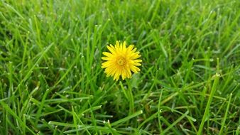 dandelion grass background