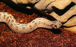 snake in North America