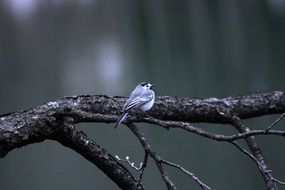 bird nature branch cold loneliness